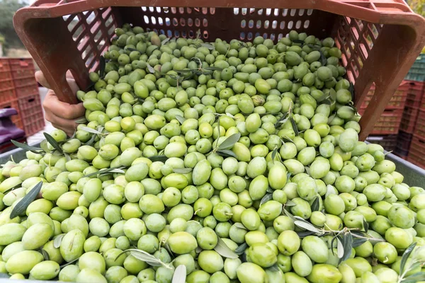 Hand sortiert gesammelte grüne Oliven — Stockfoto