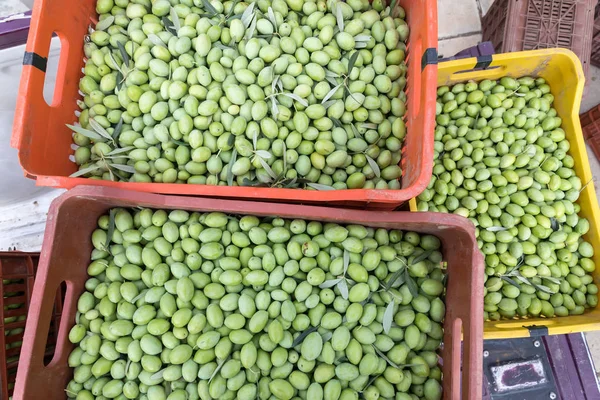 Ripe green olives collected in box — Stock Photo, Image