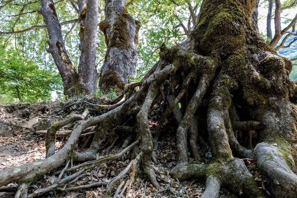 Gran árbol de raíz en el parque verde —  Fotos de Stock