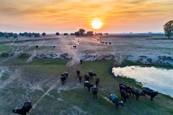 Manda Nehri'nde Strymon hiçbir gün batımında otlatma — Stok fotoğraf