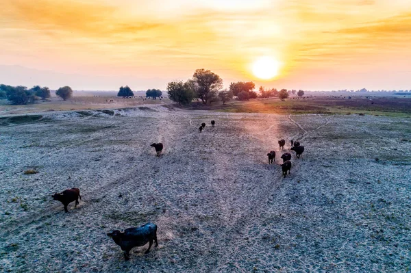 Búfalo de agua pastando al atardecer junto al río Strymon en No — Foto de Stock