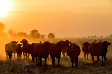 Manda Nehri'nde Strymon hiçbir gün batımında otlatma
