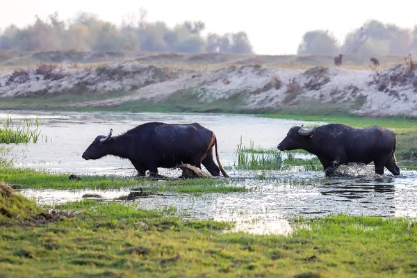 Water buffalo grazing at sunset  next to the river Strymon in No — Stock Photo, Image