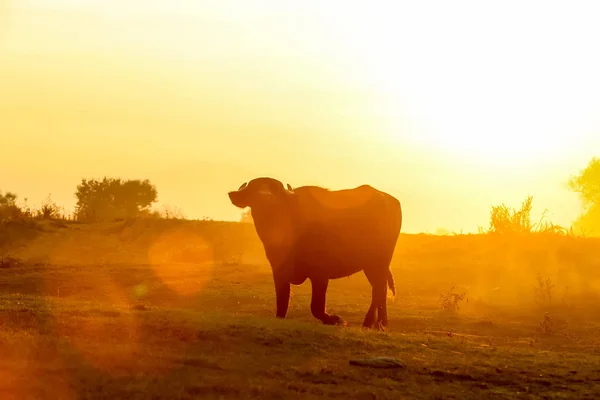 水牛の放牧はストルマ川の横にある夕日 — ストック写真