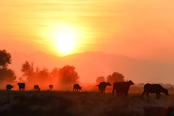 Wasserbüffel grasen bei Sonnenuntergang neben dem Fluss Strymon — Stockfoto