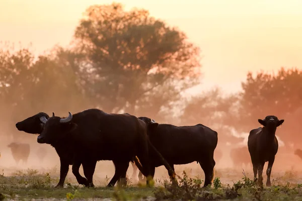 Water buffalo grazing at sunset  next to the river Strymon in No — Stock Photo, Image