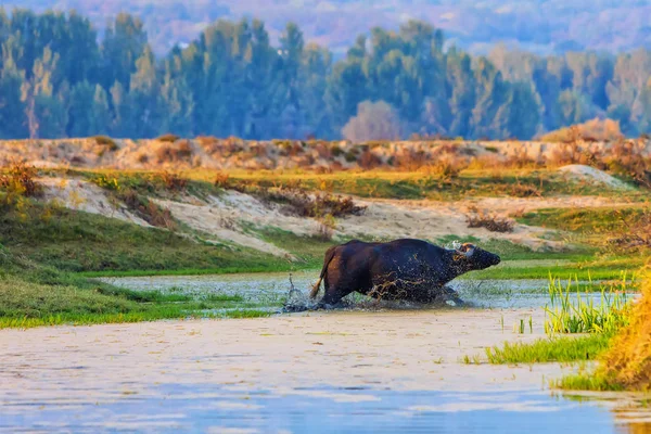 Búfalo de agua pastando al atardecer junto al río Strymon en No — Foto de Stock