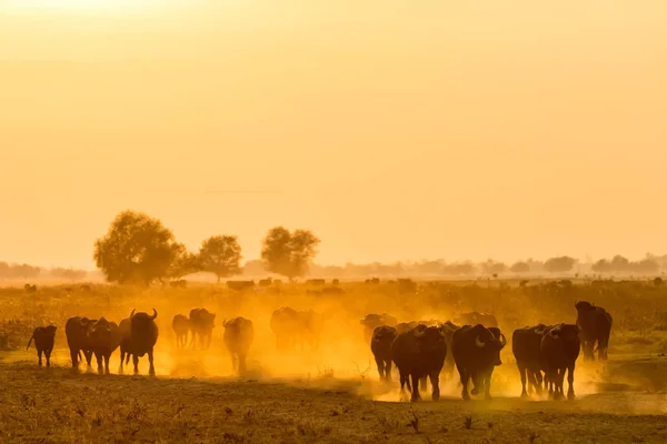 Búfalo de agua pastando al atardecer junto al río Strymon en No — Foto de Stock