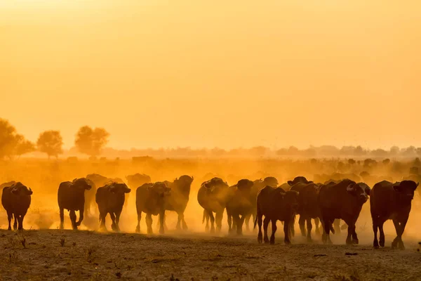 Água búfalo pastando ao pôr do sol ao lado do rio Strymon em No. — Fotografia de Stock