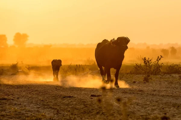 Wasserbüffel grasen bei Sonnenuntergang neben dem Fluss Strymon — Stockfoto