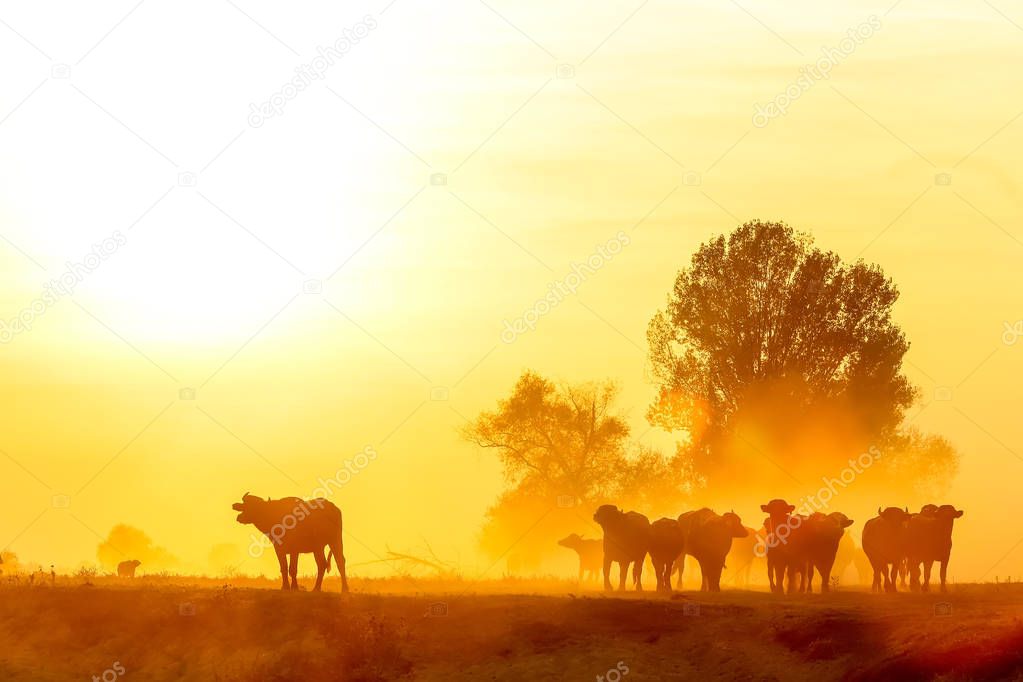 water buffalo grazing at sunset  next to the river Strymon in No
