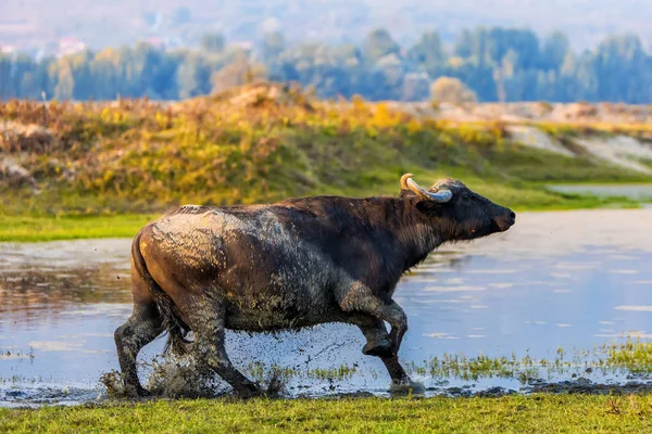 Water buffalo grazing at sunset  next to the river Strymon in No — Stock Photo, Image