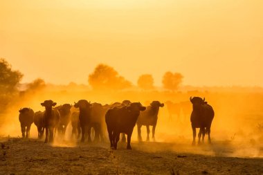 Manda Nehri'nde Strymon hiçbir gün batımında otlatma