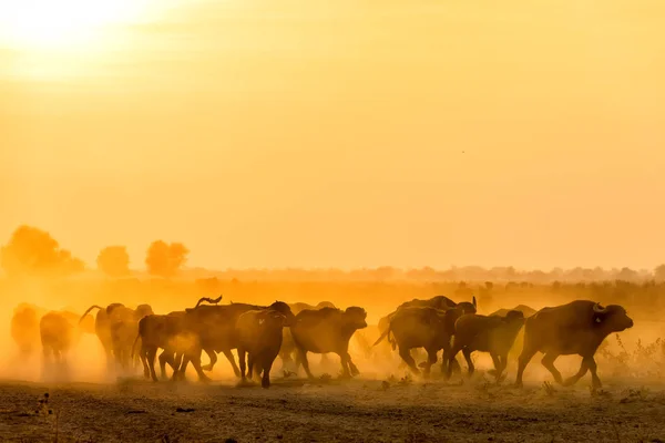 Búfalo de agua pastando al atardecer junto al río Strymon en No — Foto de Stock