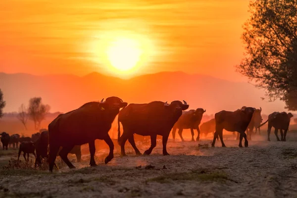 Wasserbüffel grasen bei Sonnenuntergang neben dem Fluss Strymon — Stockfoto