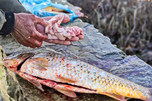Balıkçı taze bir balığı temizler.