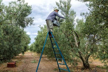 bir alandan Konfit zeytin toplamak