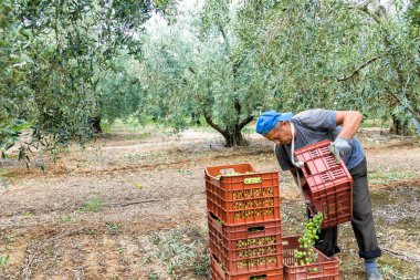 bir alandan Konfit zeytin toplamak