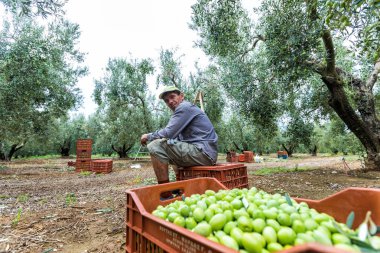 bir alandan Konfit zeytin toplamak