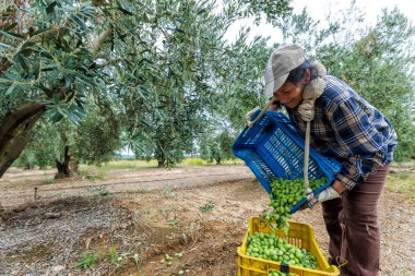 bir alandan Konfit zeytin toplamak