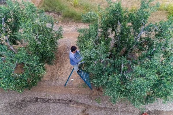 Bir alandan Konfit zeytin toplamak — Stok fotoğraf