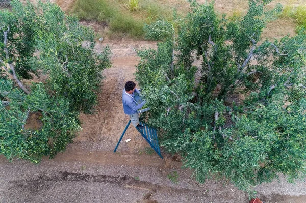 Recolher azeitonas maduras de um campo — Fotografia de Stock