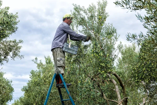 Raccogliere olive mature da un campo — Foto Stock