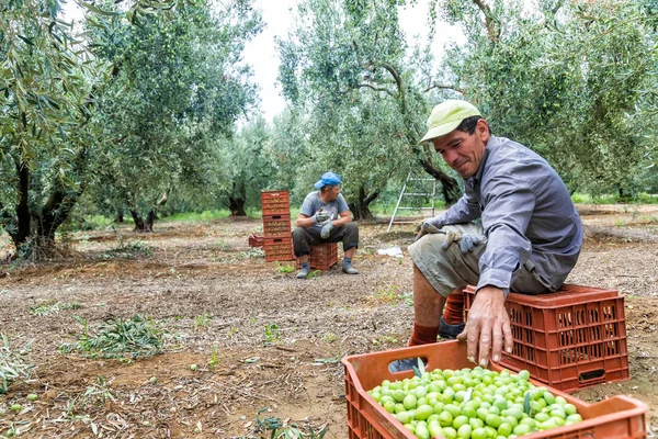 Recoger aceitunas maduras de un campo — Foto de Stock