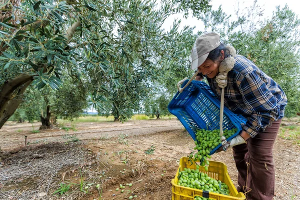 Récolter des olives mûres dans un champ — Photo