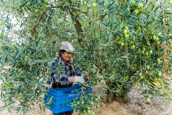 Rijpe olijven verzamelen uit een veld — Stockfoto