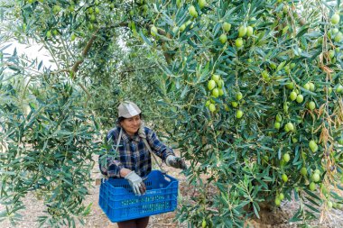 bir alandan Konfit zeytin toplamak