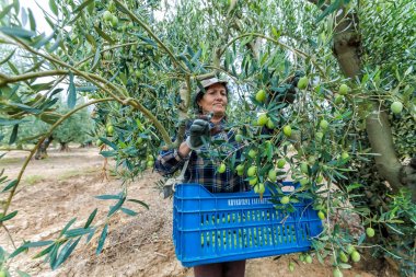 bir alandan Konfit zeytin toplamak
