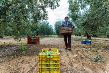 bir alandan Konfit zeytin toplamak