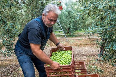 bir alandan Konfit zeytin toplamak
