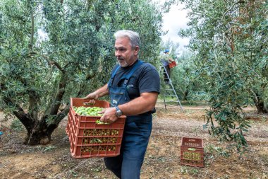 bir alandan Konfit zeytin toplamak