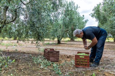 bir alandan Konfit zeytin toplamak
