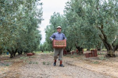 bir alandan Konfit zeytin toplamak