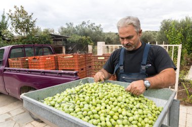 bir alandan Konfit zeytin toplamak