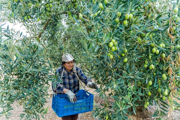 Récolter des olives mûres dans un champ — Photo