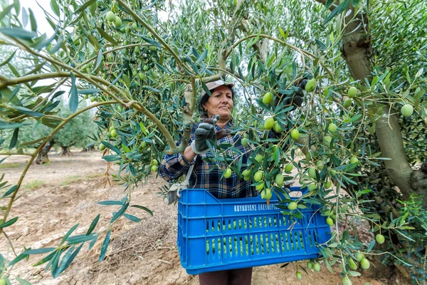 Reife Oliven von einem Feld sammeln — Stockfoto