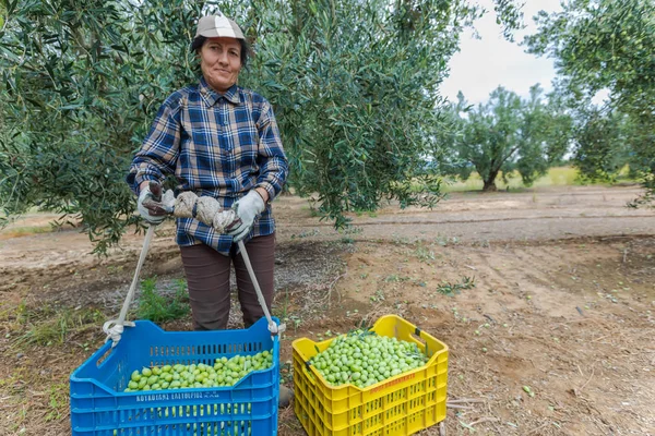 Récolter des olives mûres dans un champ — Photo