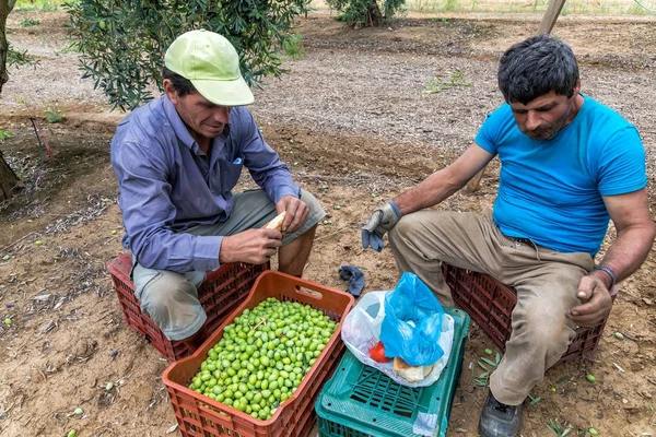 Reife Oliven von einem Feld sammeln — Stockfoto