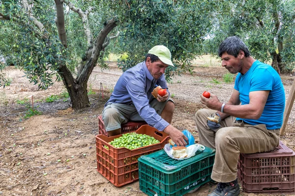 Reife Oliven von einem Feld sammeln — Stockfoto