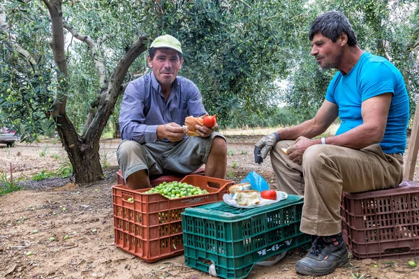 bir alandan Konfit zeytin toplamak