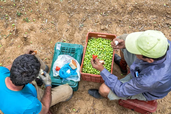 Recoger aceitunas maduras de un campo —  Fotos de Stock