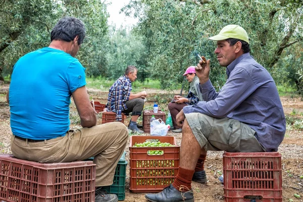 Samla mogna oliver från ett fält — Stockfoto