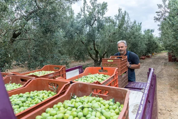 Собирать спелые оливки с поля — стоковое фото