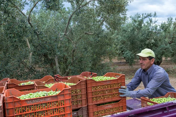 Собирать спелые оливки с поля — стоковое фото
