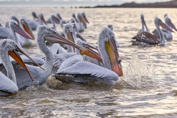 Pelikans i Kerkini Lake i norra Grekland — Stockfoto