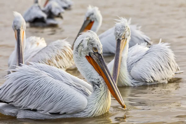 Pelikos en Kerkini Lake en el norte de Grecia — Foto de Stock